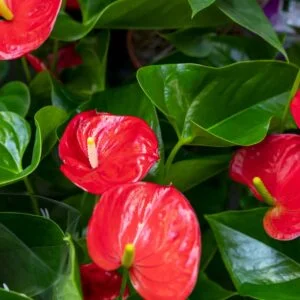 Anturium 15